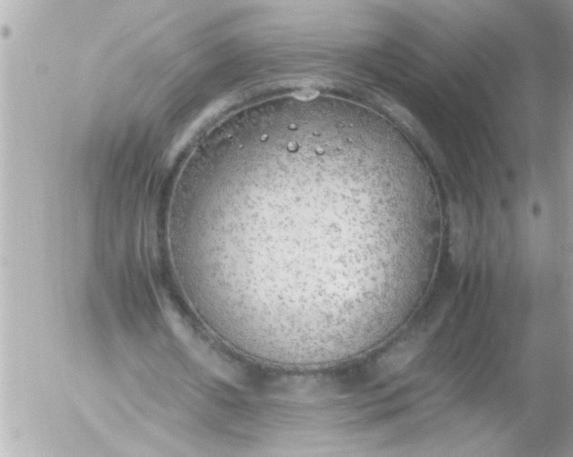 X0000055510482200508262144