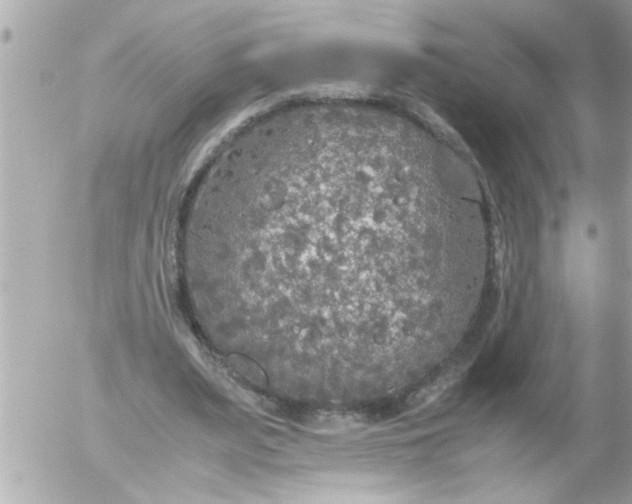 X0000055510487200508262144