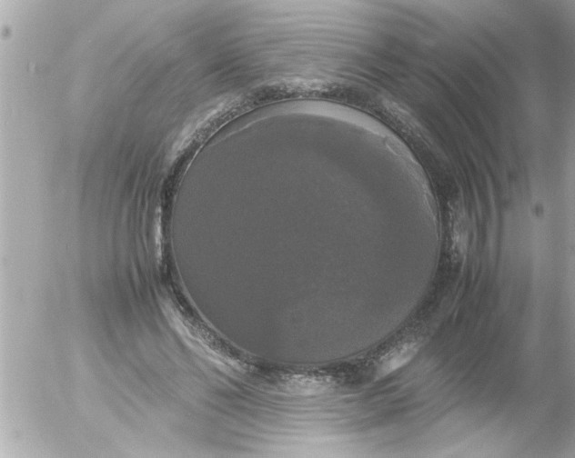 X0000055510494200508262144