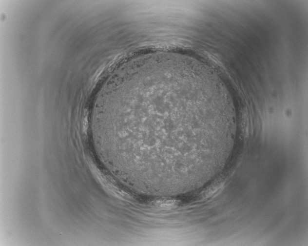 X0000055510495200508262144