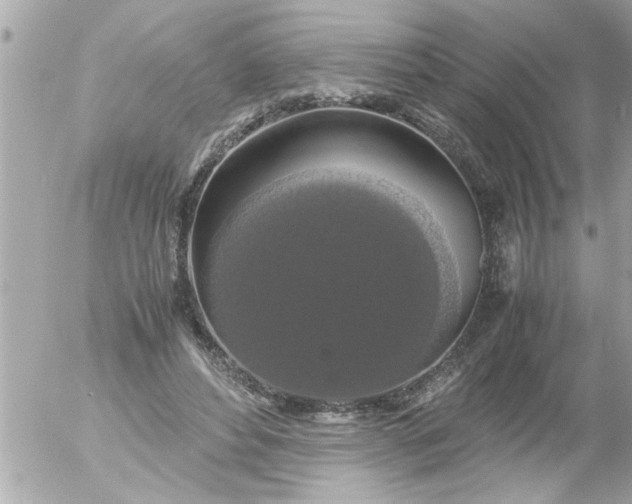 X0000055510496200508262144