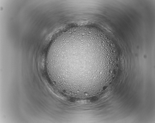 X0000055510499200508262144