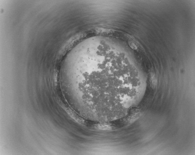 X0000055510668200508262142