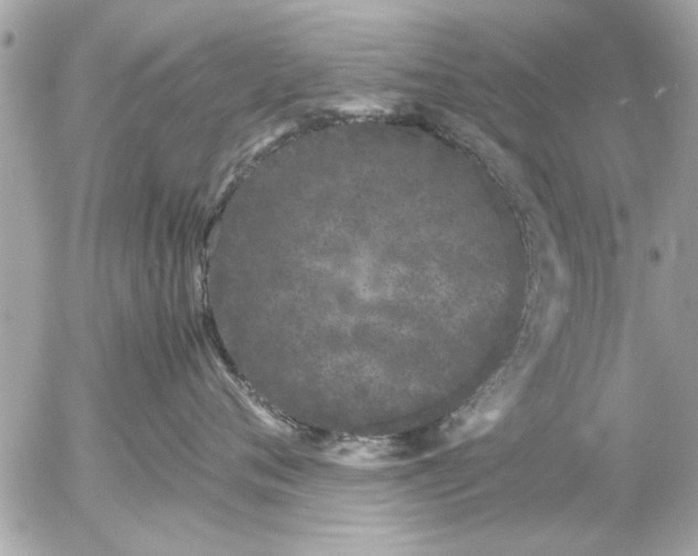 X0000055510720200508262140