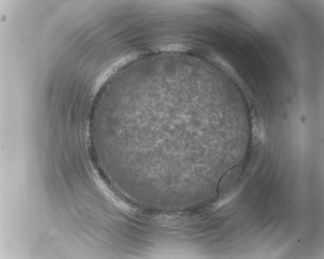 X0000055510725200508262139