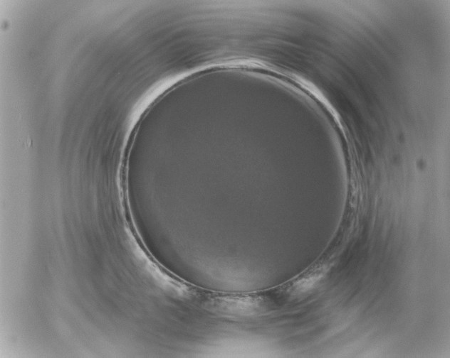 X0000055510959200508262137