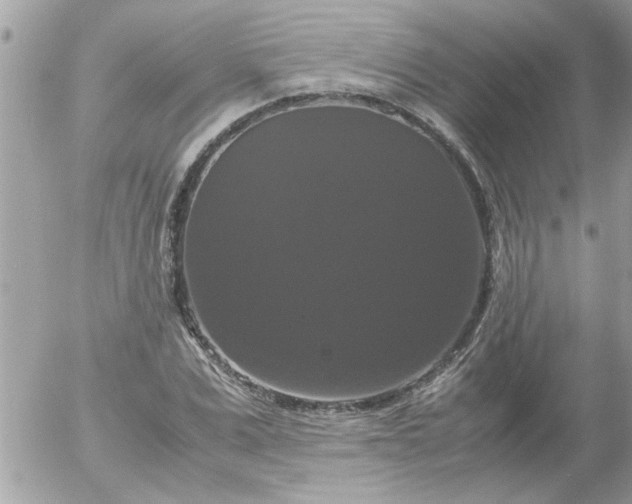 X0000055510975200508262136