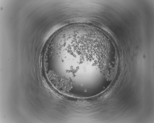 X0000055510983200508262136