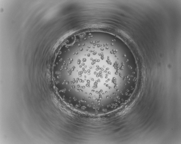 X0000055511025200508262135