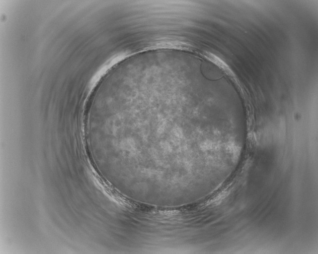 X0000055511043200508262135