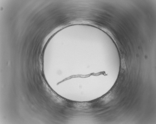 X0000055511150200508262134