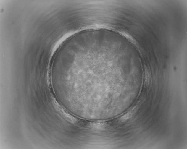 X0000055511278200508262131