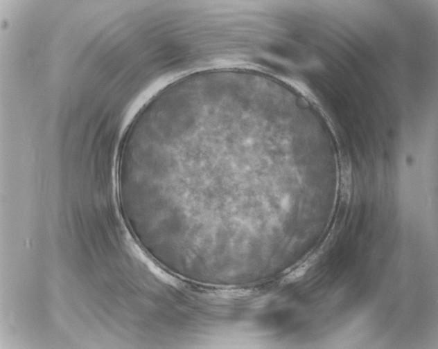 X0000055511294200508262131