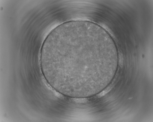 X0000055510856200509022056