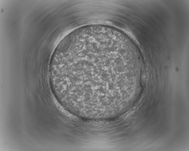 X0000055510895200509022055