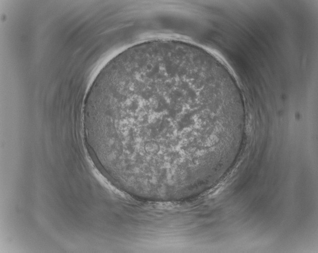 X0000055510903200509022054