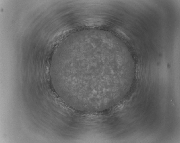 X0000055510917200509022054