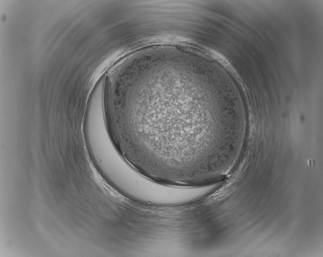 X0000055510946200509022054