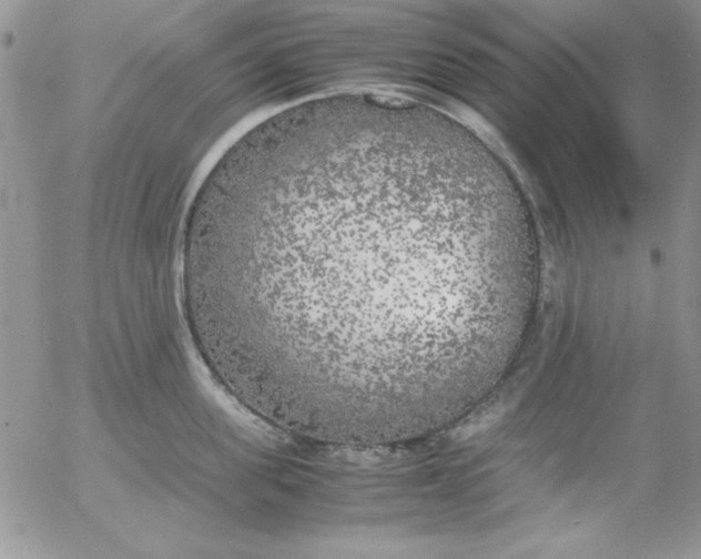 X0000055510955200509022054