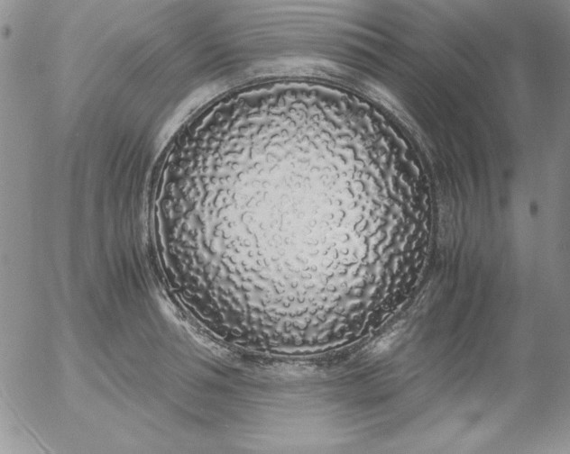 X0000055510994200509022053