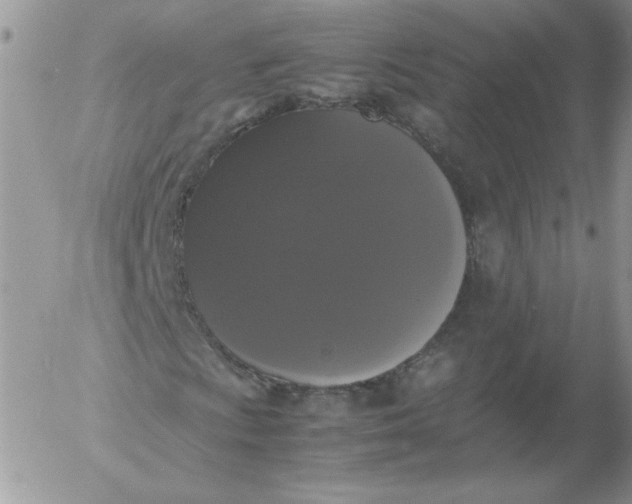 X0000055511009200509022052