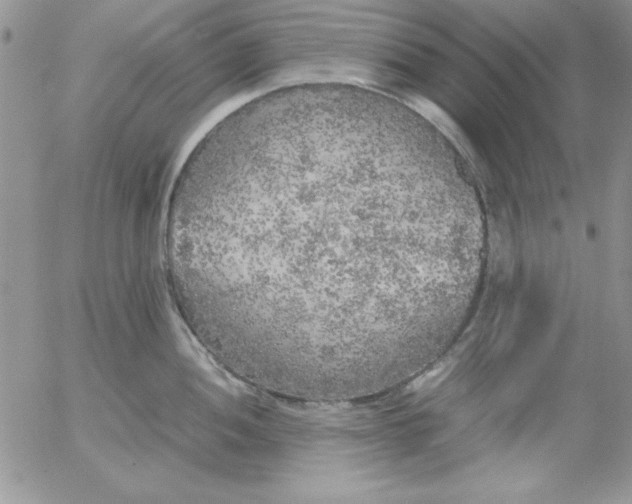 X0000055511052200509022053