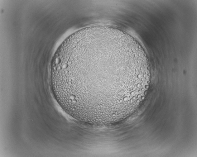 X0000055511099200509022051