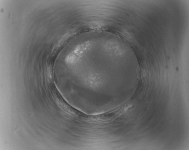 X0000055511106200509022050