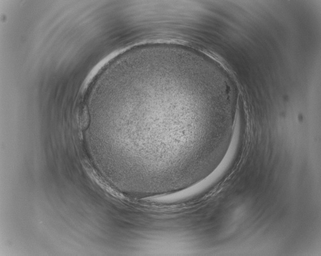 X0000055511120200509022051