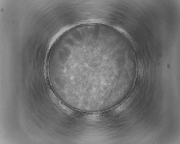 X0000055511278200509022048