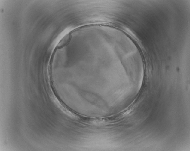 X0000055511291200509022048