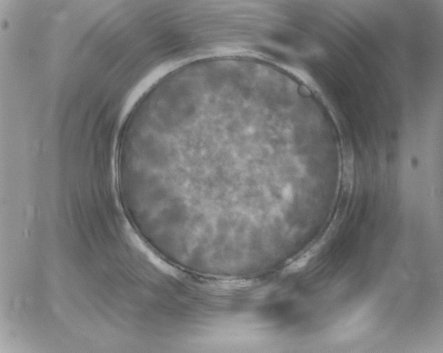 X0000055511294200509022048