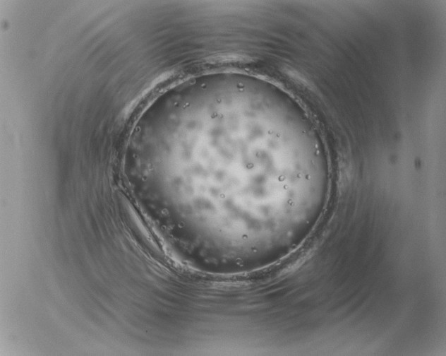 X0000055511305200509022047