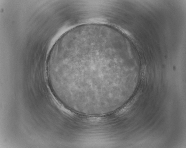 X0000055511470200509022045