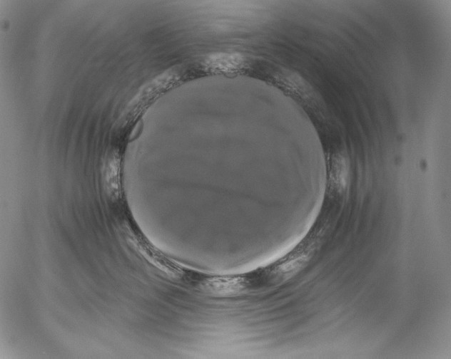 X0000055510526200509091345