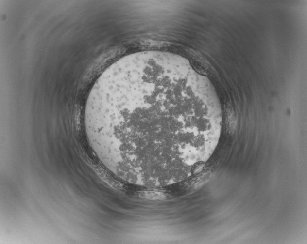 X0000055510668200509091344