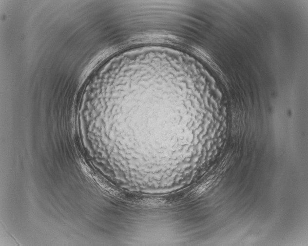 X0000055510994200509091338