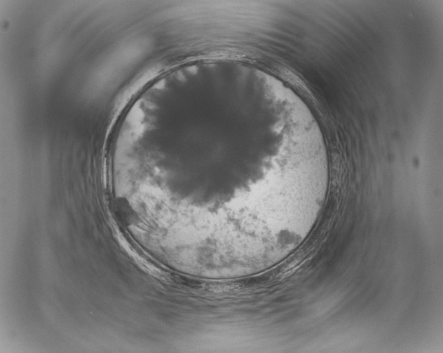 X0000055511095200509091336