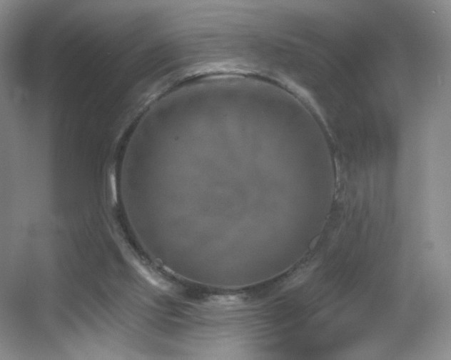 X0000055520061200508121054