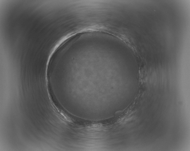 X0000055520196200508121052