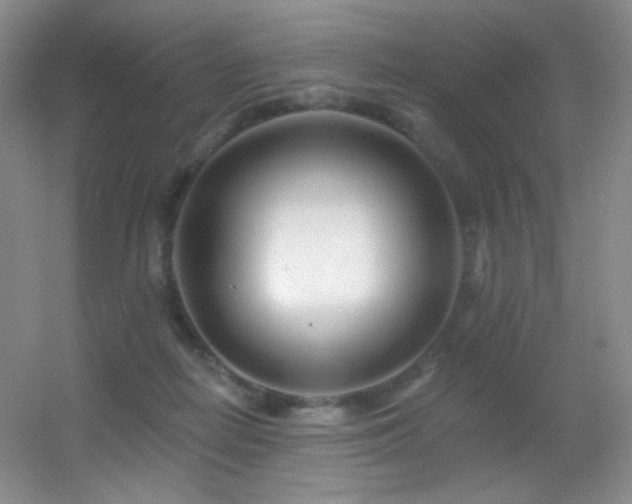 X0000055520266200508121051