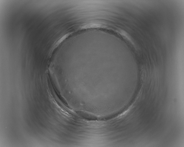 X0000055520921200508121039
