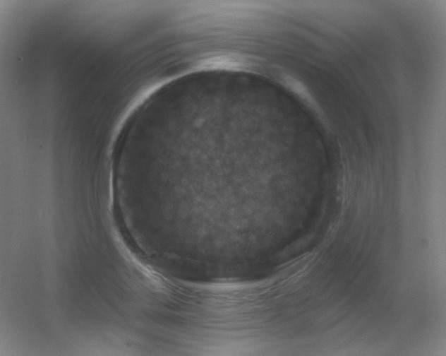 X0000055521323200508121033