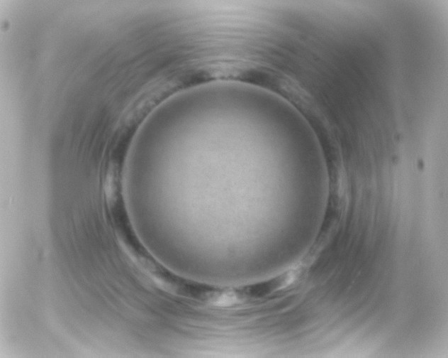 X0000055520074200508151441