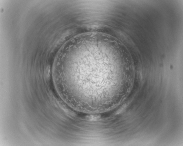 X0000055520660200508151431