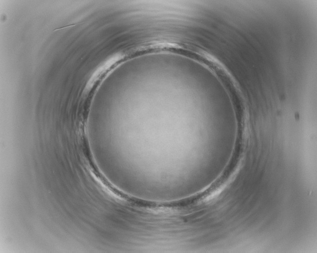 X0000055520785200508151429