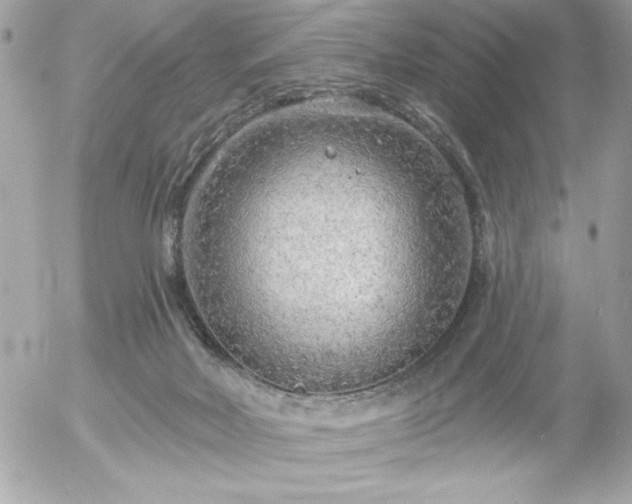 X0000055520026200508191557