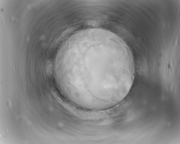 X0000055520036200508191557