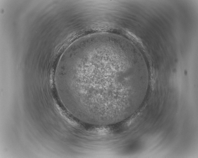 X0000055520065200508191556