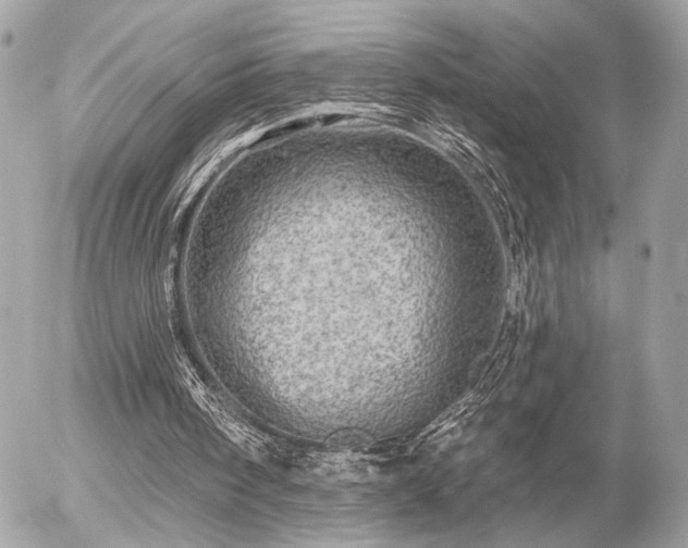 X0000055520098200508191556